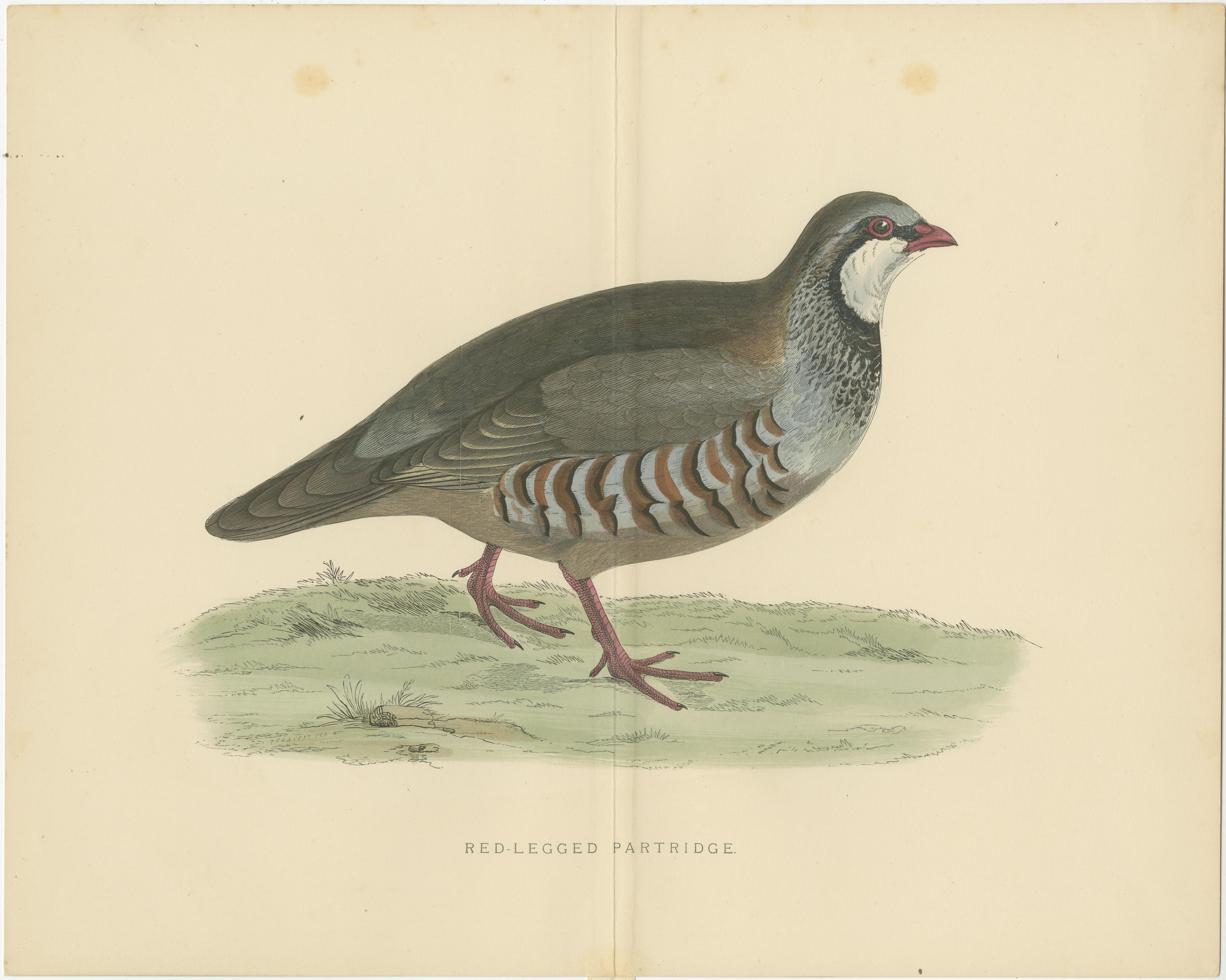 Antique print titled 'Red-Legged Partridge'. Original old bird print of a red-legged partridge. This print originates from 'British Game Birds and Wildfowl' by Beverly Robinson Morris. Published circa 1895.