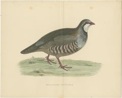 Original Antique Print of a Red-Legged Partridge 'with Centre Fold'