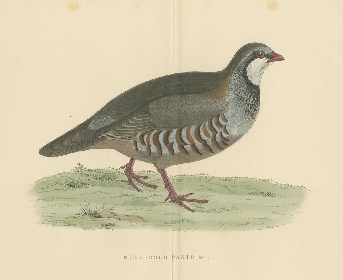 Original Antique Print of a Red-Legged Partridge 'with Centre Fold'