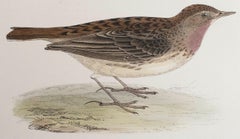 Original Antique Print of a Red-Throated Pipit, circa 1880, 'Unframed'