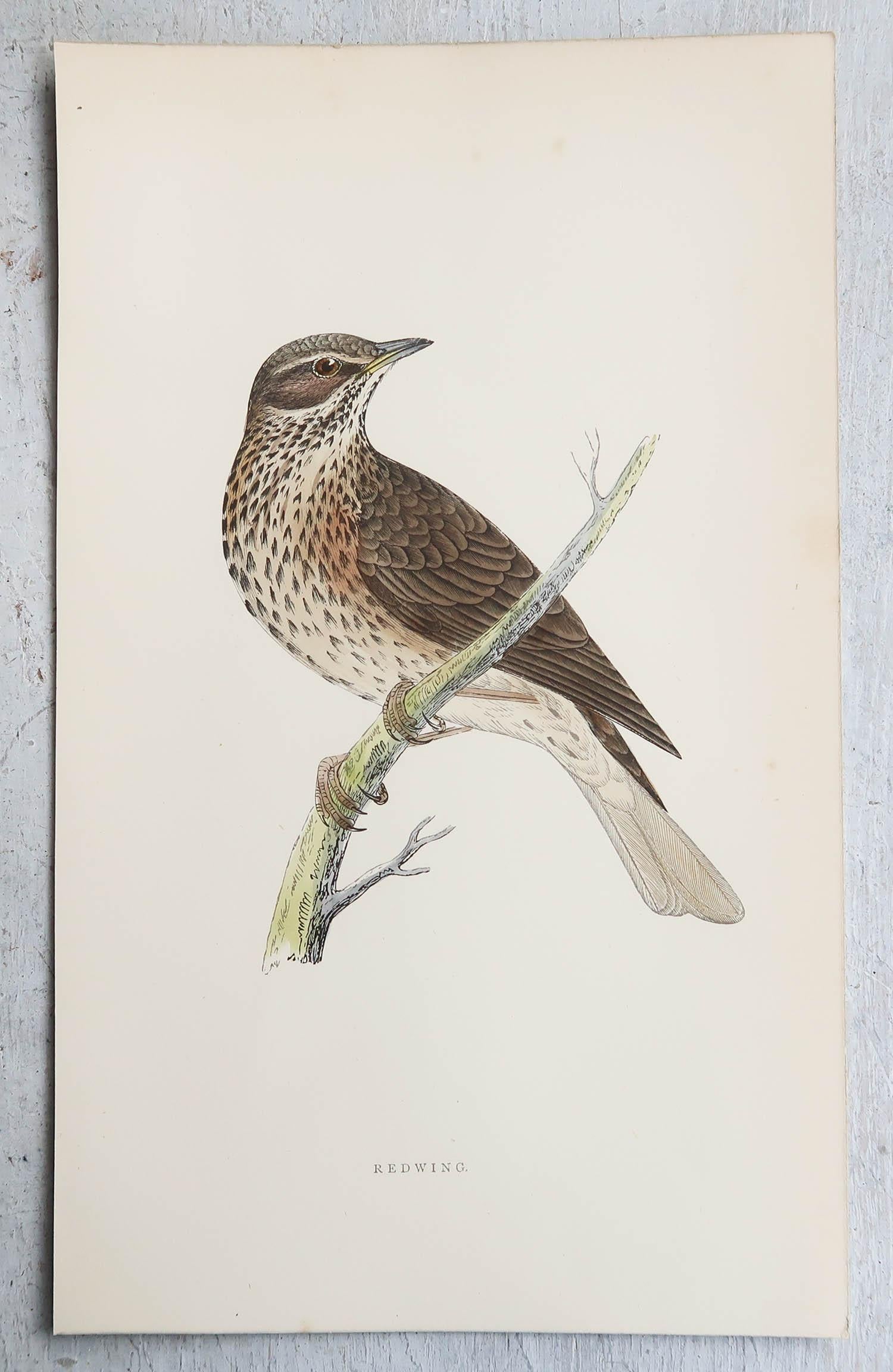 English Original Antique Print of a Redwing, circa 1880, 'Unframed' For Sale
