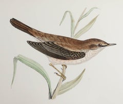 Original Antique Print of a Reed Warbler, circa 1880, 'Unframed'