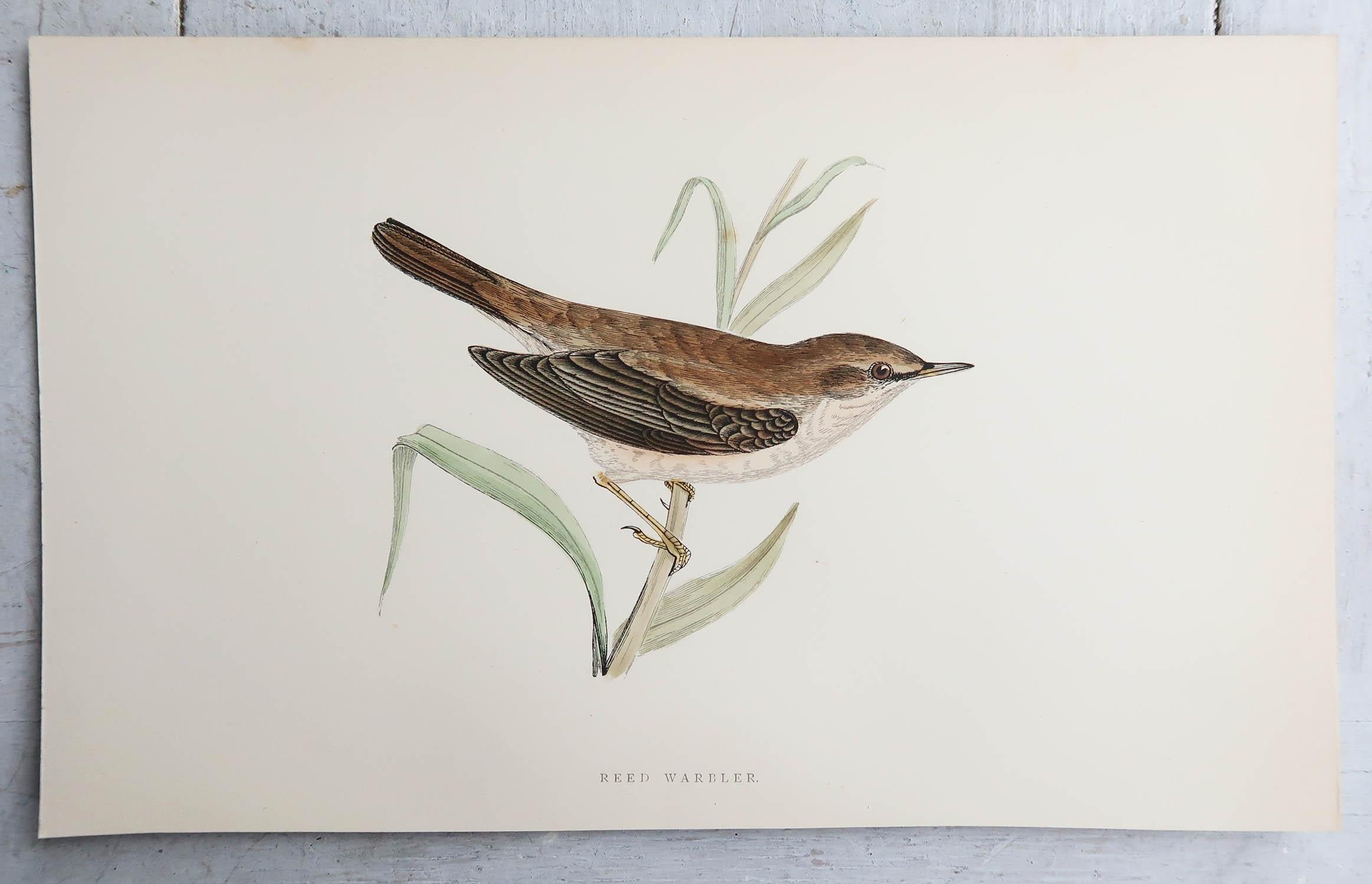 English Original Antique Print of a Reed Warbler, circa 1880, 'Unframed' For Sale