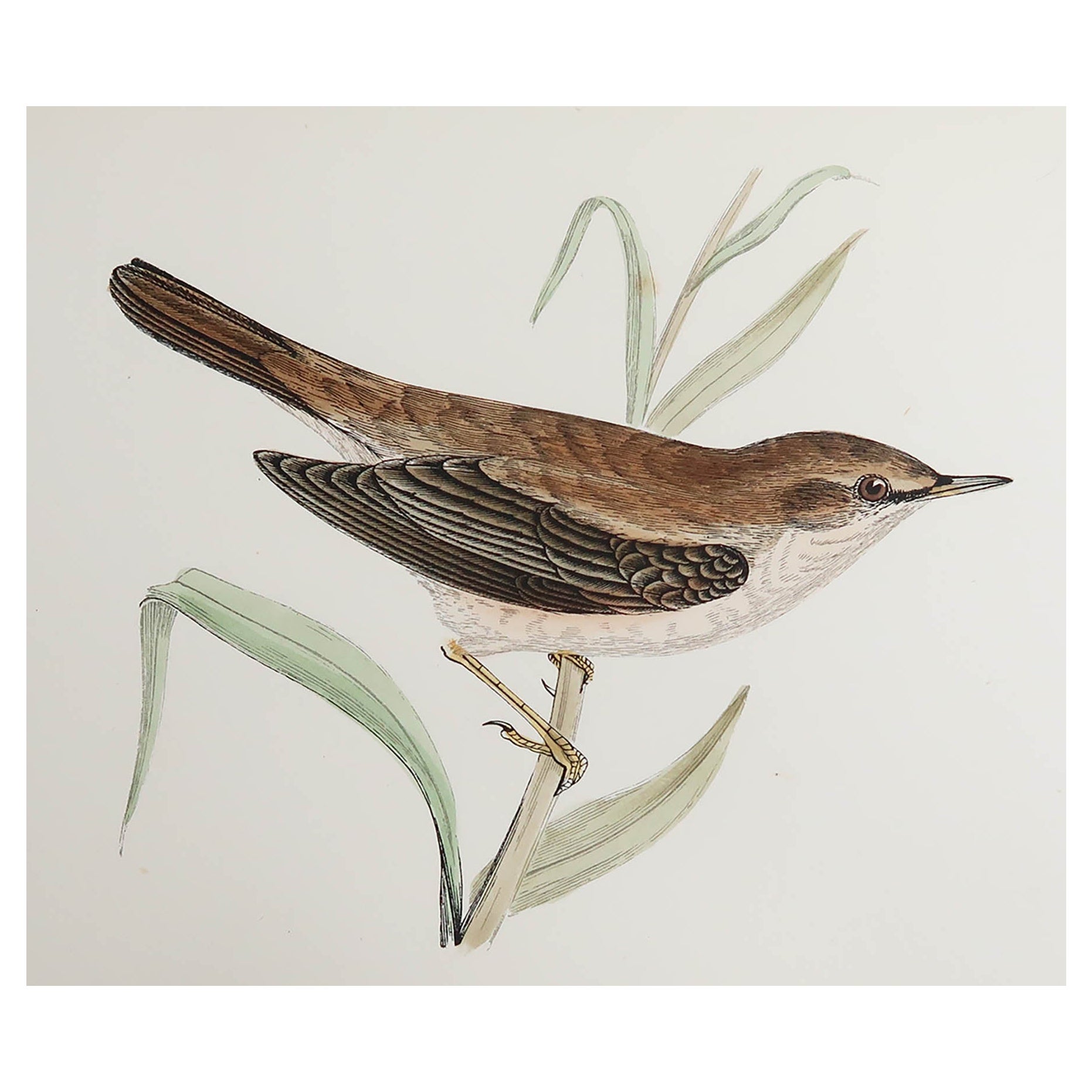 Original Antique Print of a Reed Warbler, circa 1880, 'Unframed'