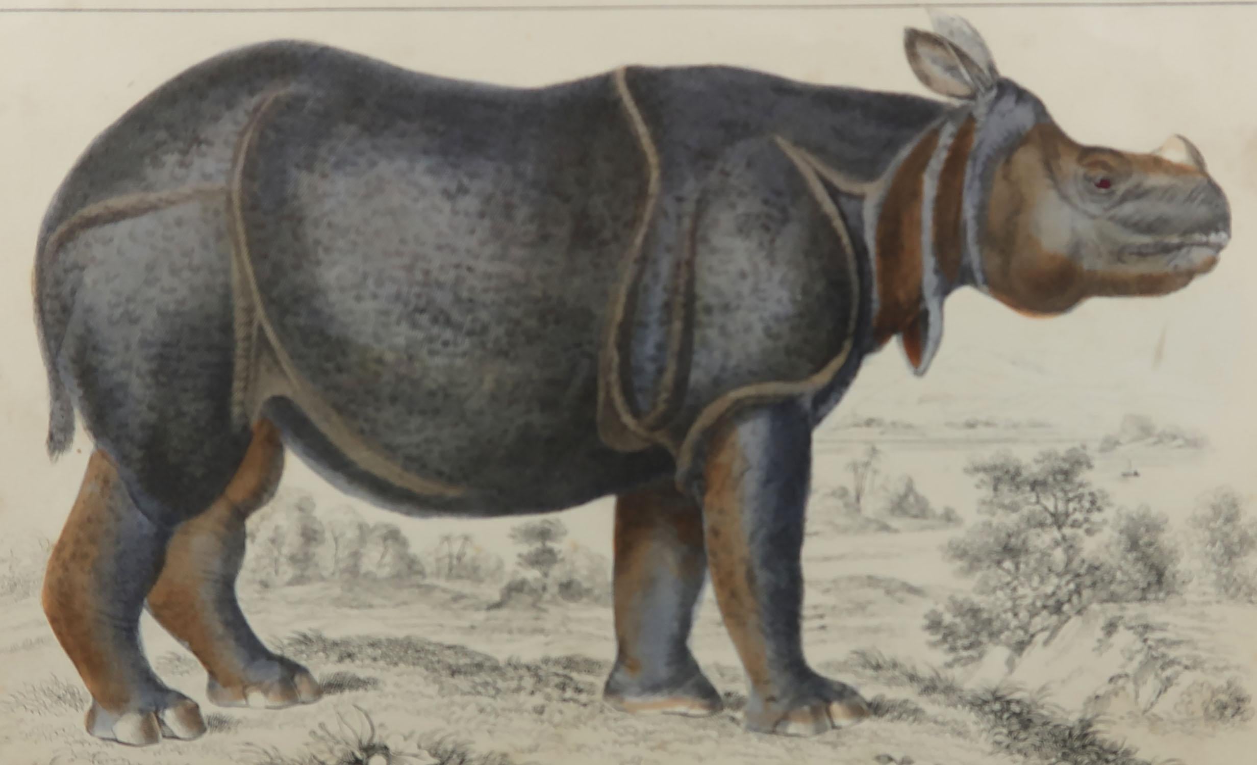 Great image of a rhinoceros

Unframed. It gives you the option of perhaps making a set up using your own choice of frames.

Lithograph after Cpt. brown with original hand color.

Published 1847.

Free shipping.




 