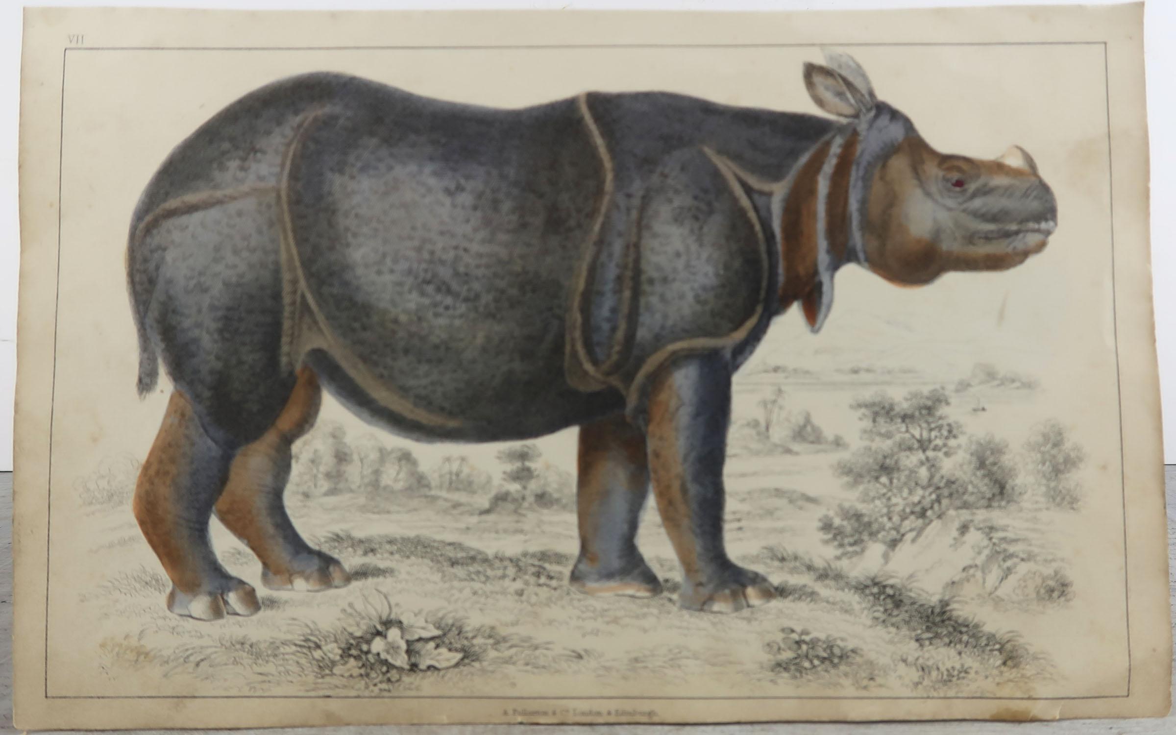 Folk Art Original Antique Print of a Rhinoceros, 1847 'Unframed'