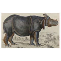 Original Antique Print of a Rhinoceros, 1847 'Unframed'