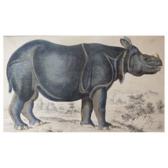Original Antique Print of a Rhinoceros, 1847 
Unframed
