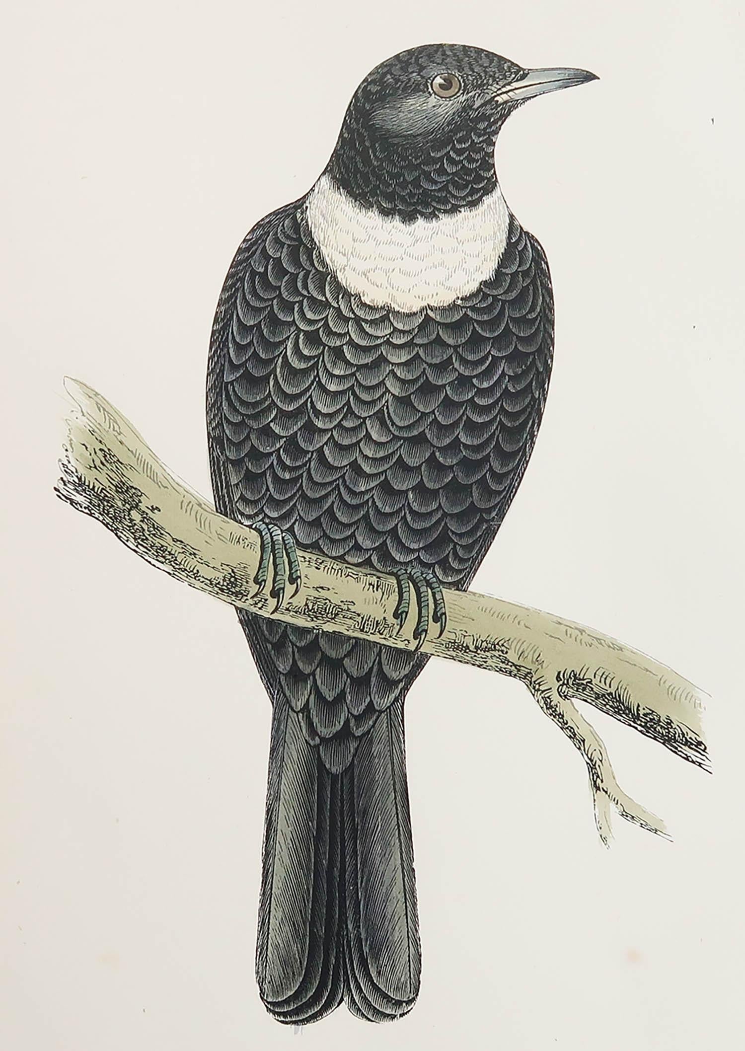 Great image of a Ring Ouzel

Unframed. It gives you the option of perhaps making a set up using your own choice of frames.

Lithograph after Alexander Francis Lydon.

Original color

Published, circa 1880

Free shipping.




