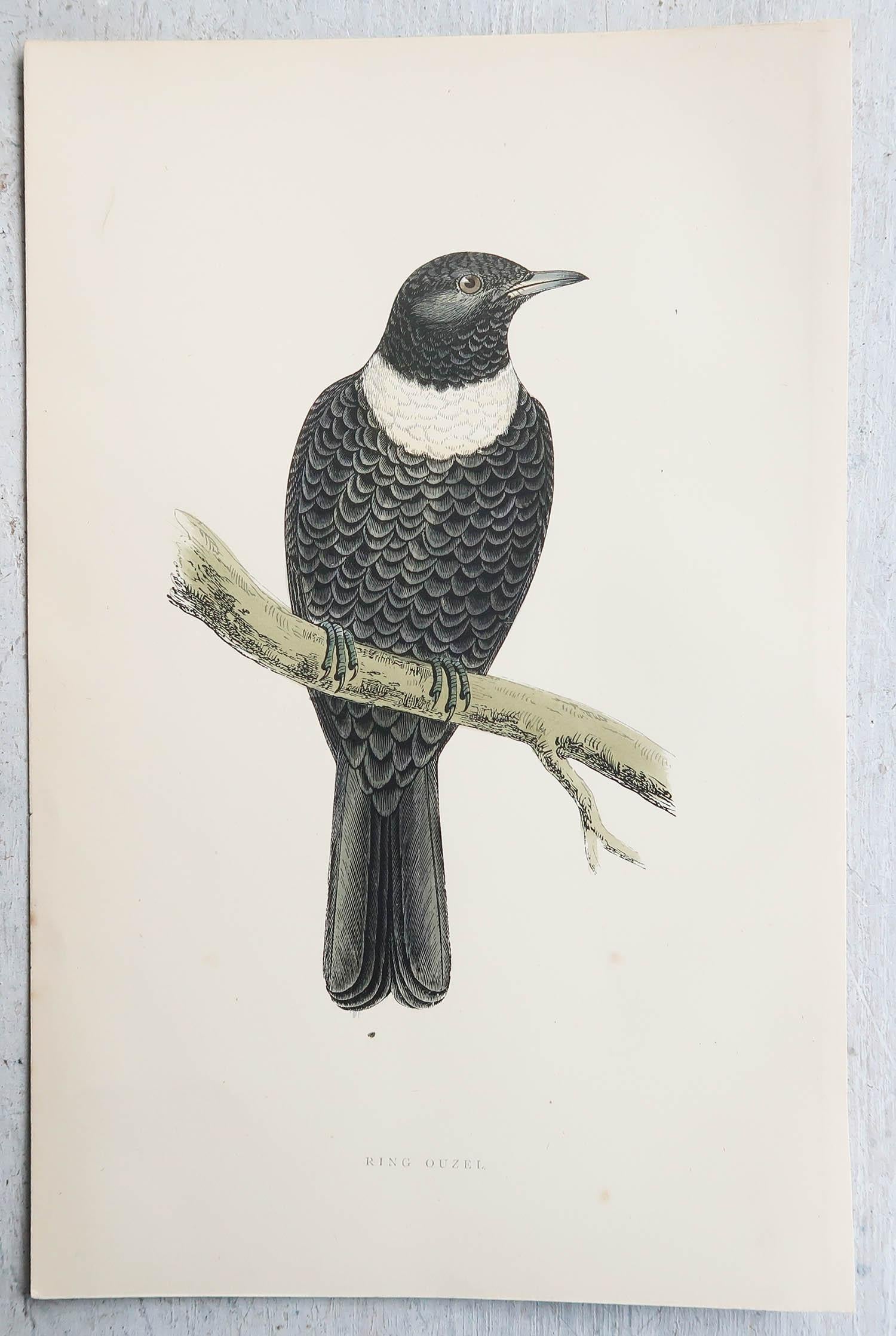 English Original Antique Print of a Ring Ouzel, circa 1880, 'Unframed' For Sale