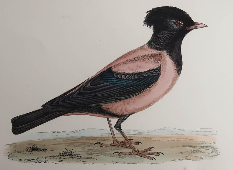 Original Antique Print of a Rose-Coloured Pastor, circa 1880, 'Unframed ...