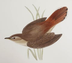 Original Antique Print of a Rufous Warbler, circa 1880, 'Unframed'