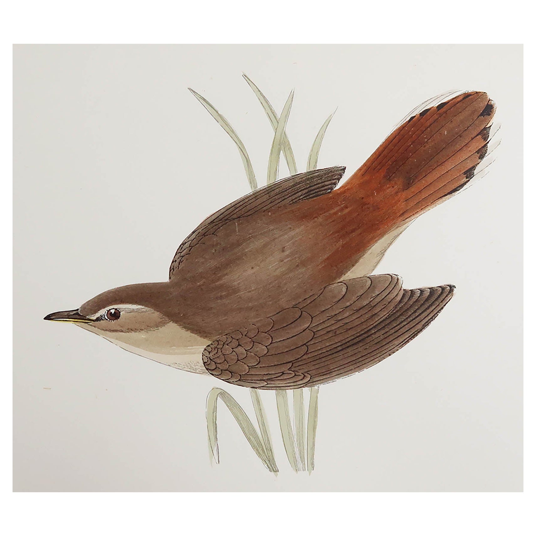 Original Antique Print of a Rufous Warbler, circa 1880, 'Unframed'
