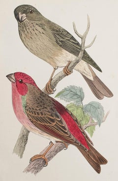 Original Antique Print of a Scarlet Bullfinch, circa 1880, 'Unframed'