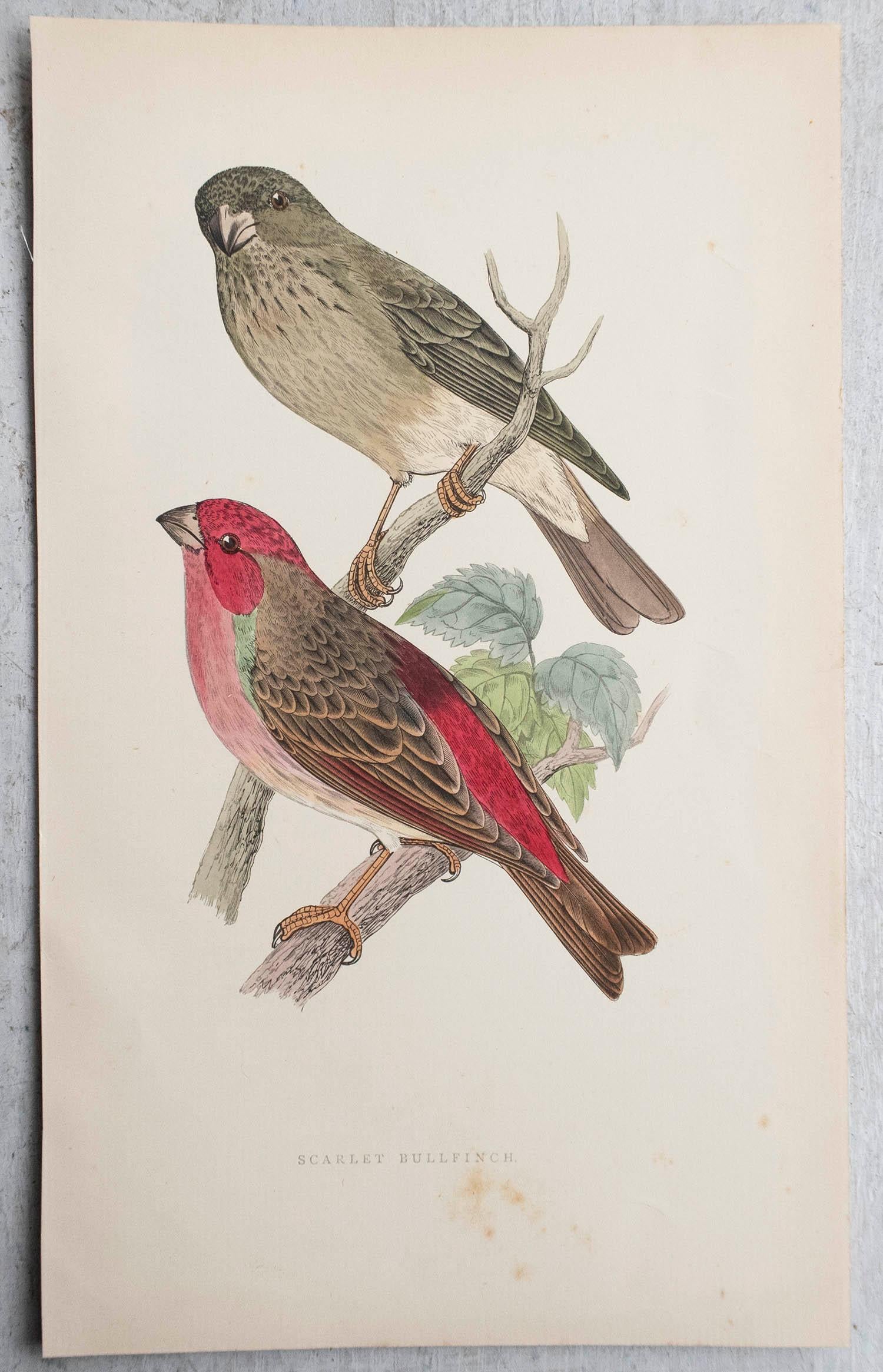 Antiker Originaldruck eines Scharlachgimpels, um 1880, 'ungerahmt' (Volkskunst) im Angebot