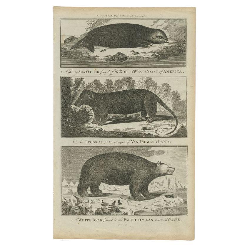 Original Antique Print of a Sea Otter, a Quadruped and a White Bear, C.1780