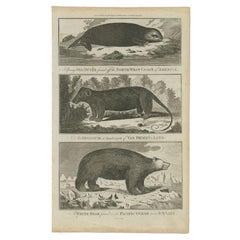 Original Antique Print of a Sea Otter, a Quadruped and a White Bear, C.1780