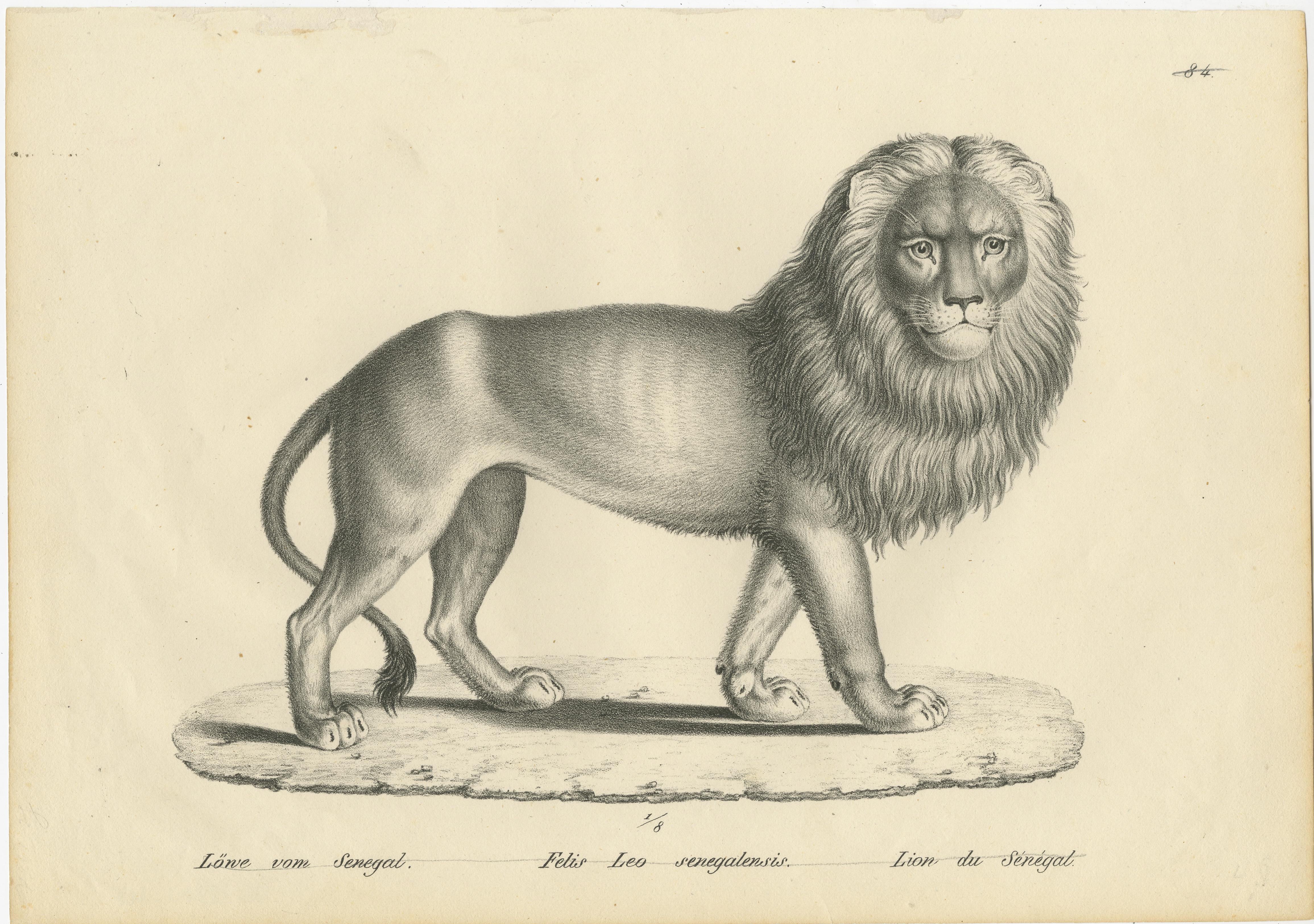 The 'Löwe vom Senegal' is an original antique print by Karl Joseph Brodtmann, dating back to around 1830. This artwork captures the grandeur of a Senegal lion, rendered in a style typical of the natural history illustrations from that era. 

The