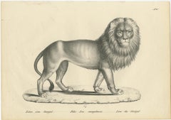 Original Antiker Originaldruck eines Senegal-Löwen aus Senegal von Brodtmann, um 1830