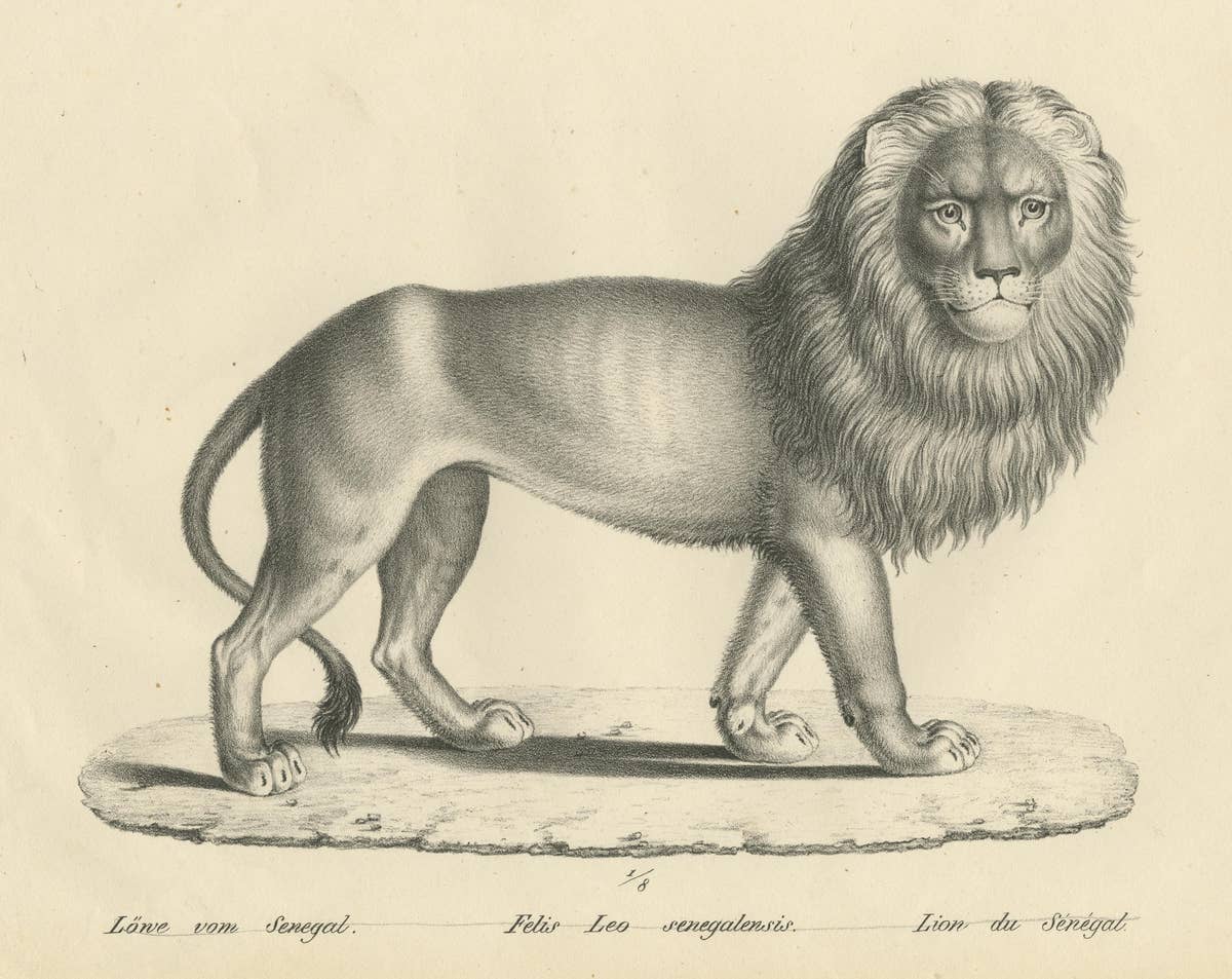 Original Antique Print of a Senegal Lion by Brodtmann, circa1830
