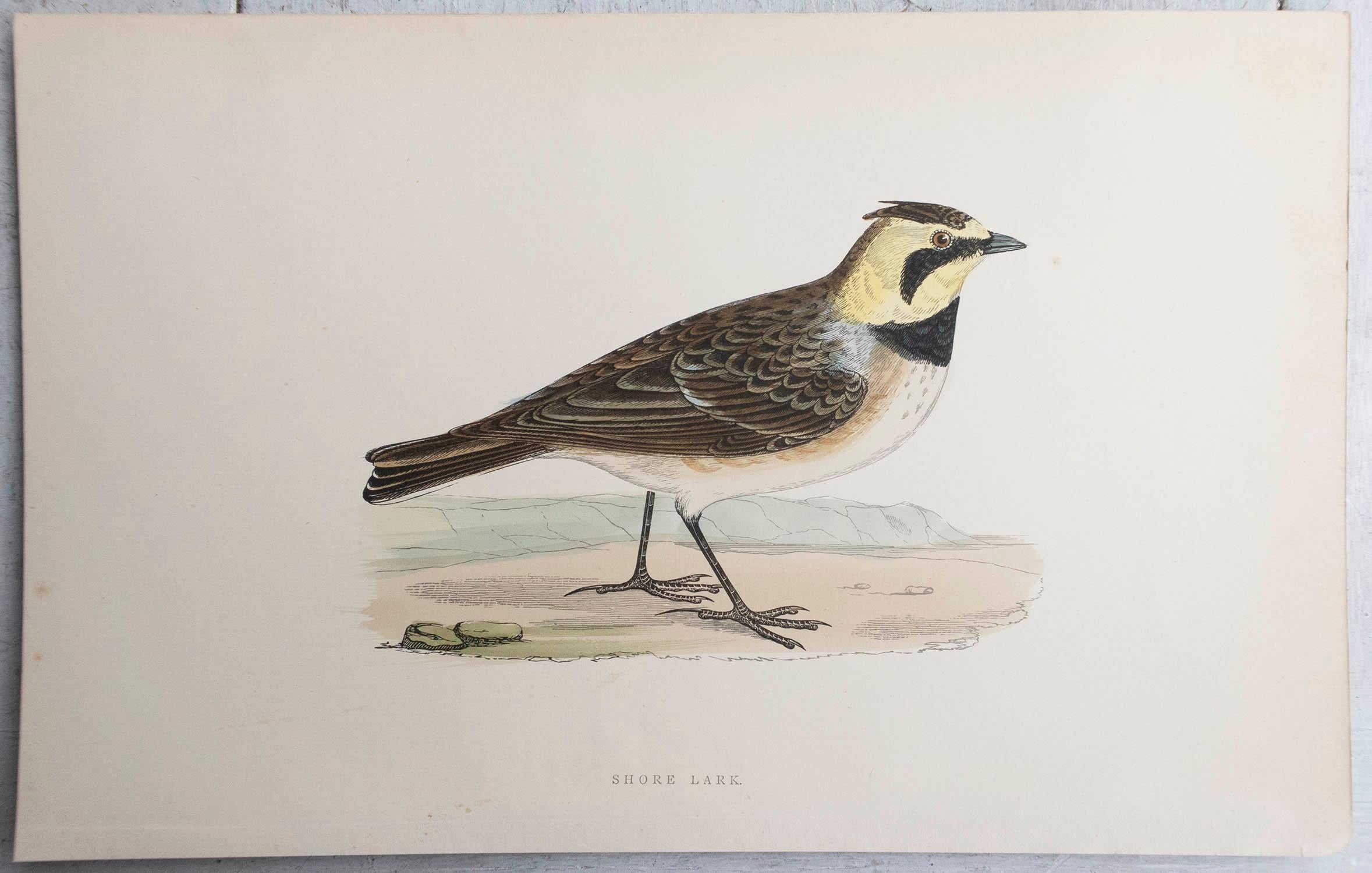 Antiker Originaldruck einer SHORE Lerche, um 1880, 'ungerahmt'. (Volkskunst) im Angebot