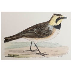 Original Antique Print of a Shore Lark, circa 1880, 'Unframed'