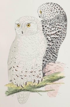 Original Antique Print of a Snowy Owl, circa 1880, 'Unframed'