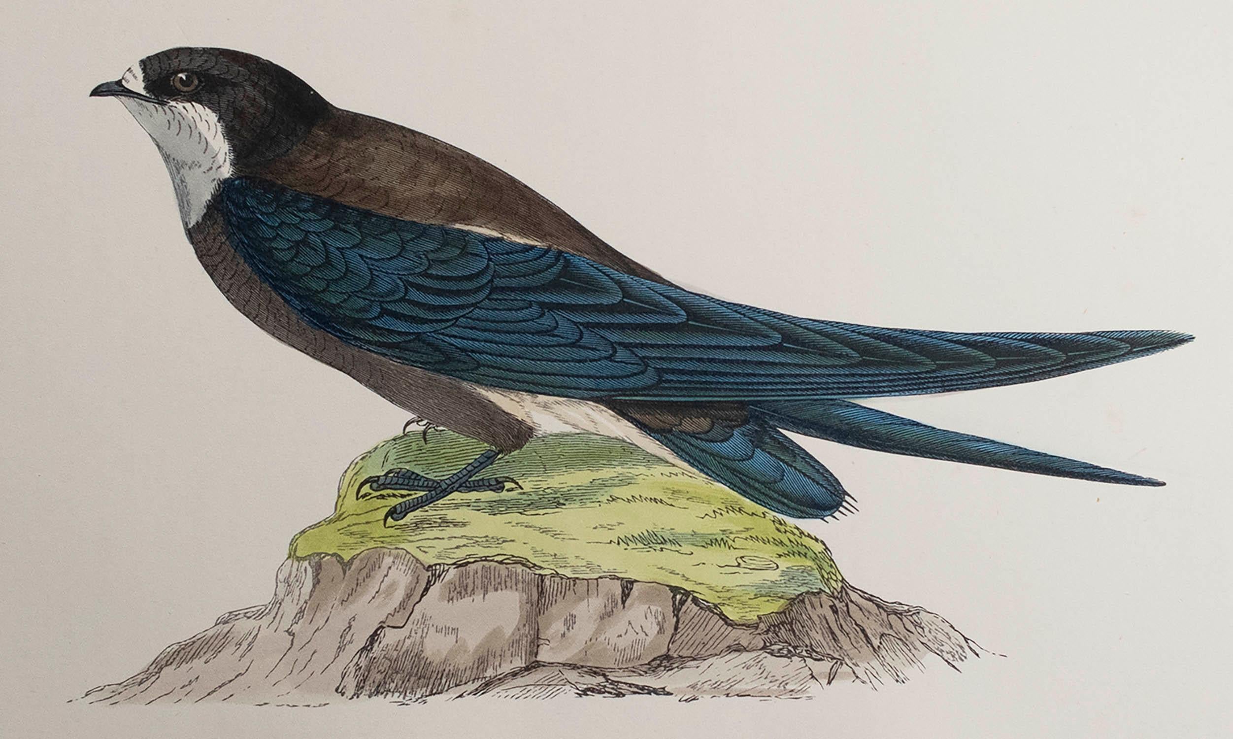 Belle image d'une hirondelle à queue d'épine

Non encadré. Il vous donne la possibilité de réaliser un montage en utilisant les cadres de votre choix.

Lithographie d'après Alexander Francis Lydon.

Couleur originale

Publié, vers 1880

La mesure