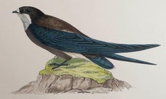 Original Antique Print of a Spine-Tailed Swallow, circa 1880, 'Unframed'