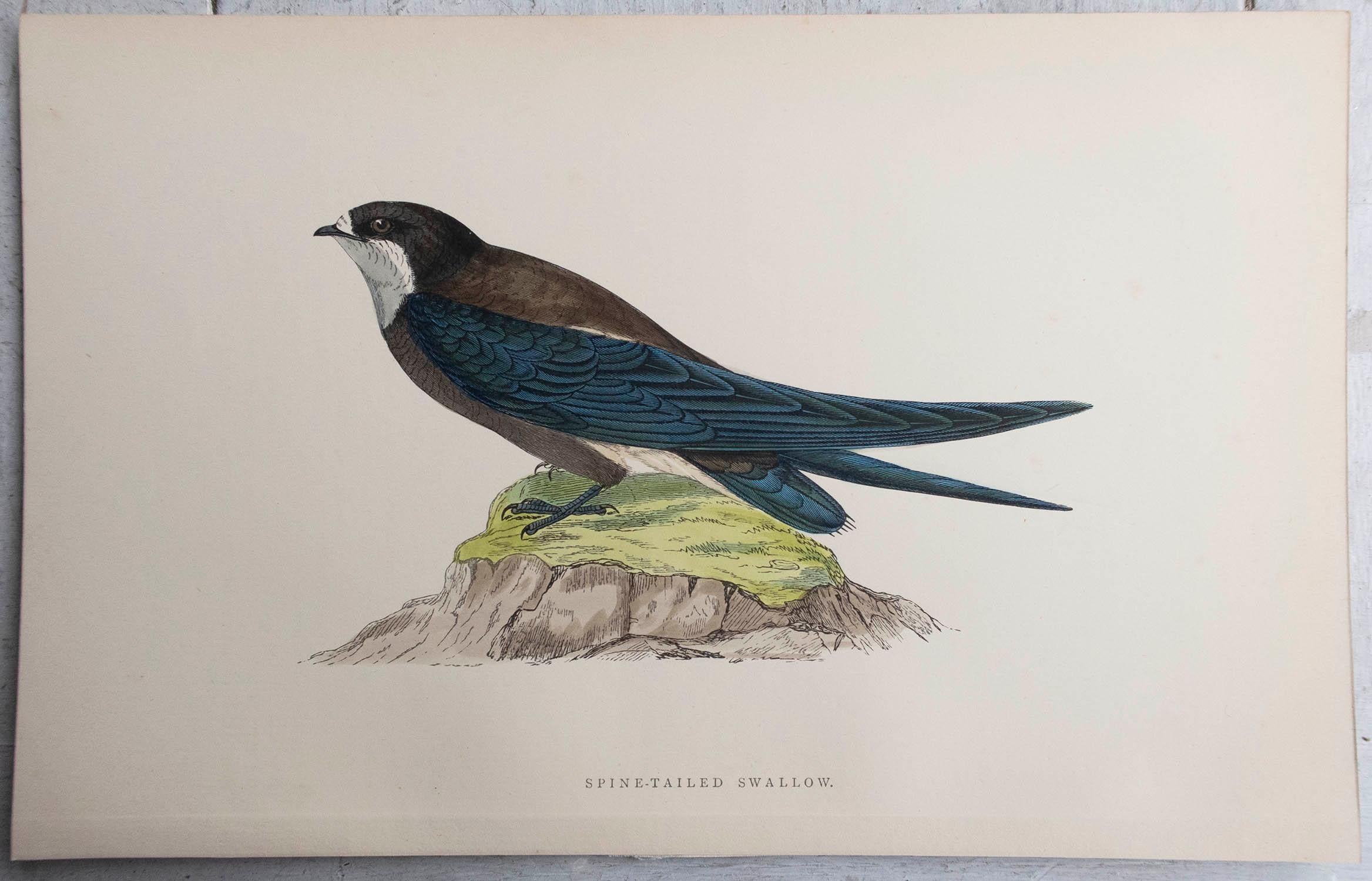 Anglais Gravure ancienne originale d'une hirondelle à queue épineuse, vers 1880, 