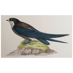 Grabado original antiguo de una golondrina de cola espinosa, circa 1880, 'Sin enmarcar'