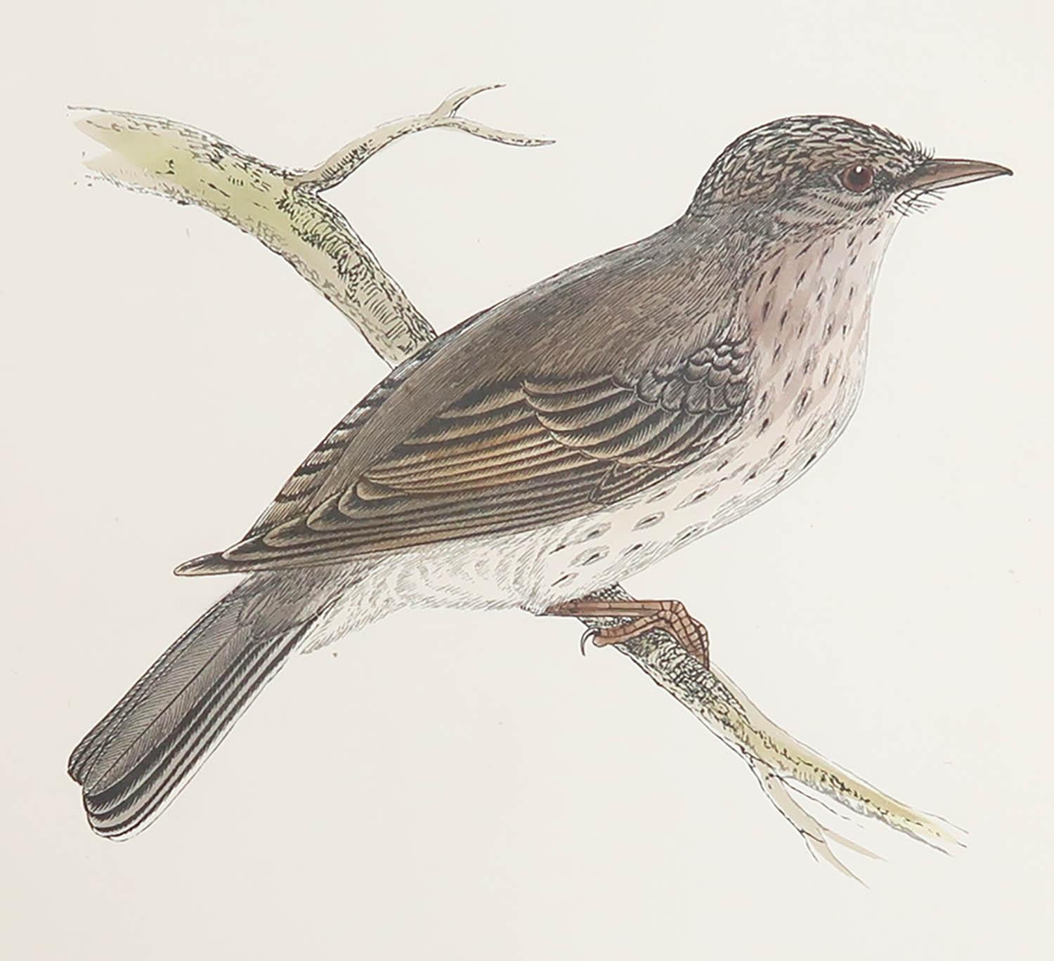 Great image of a Spotted Flycatcher

Unframed. It gives you the option of perhaps making a set up using your own choice of frames.

Lithograph after Alexander Francis Lydon.

Original color

Published, circa 1880

Free shipping.




