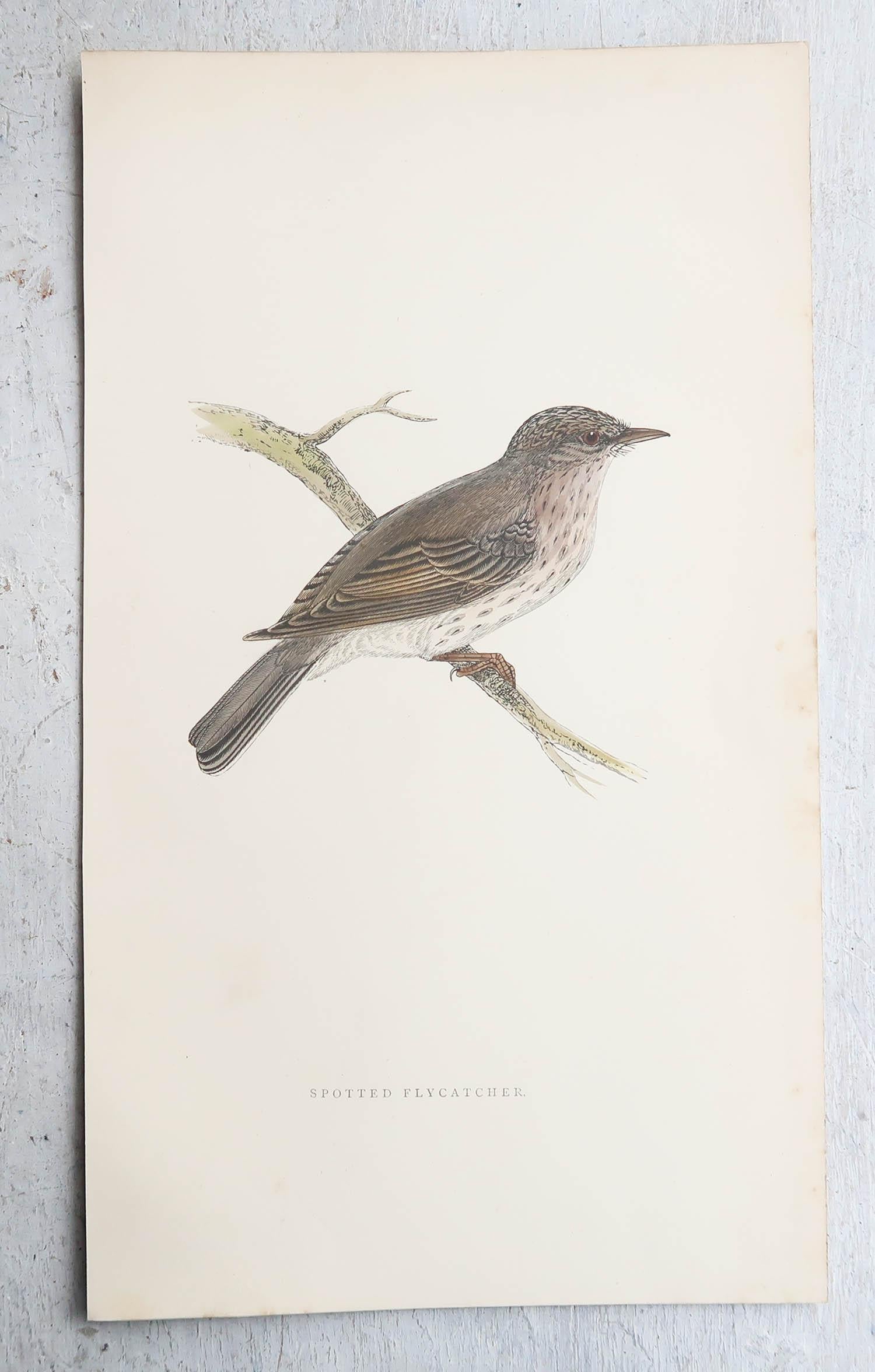 English Original Antique Print of a Spotted Flycatcher, circa 1880, 'Unframed' For Sale