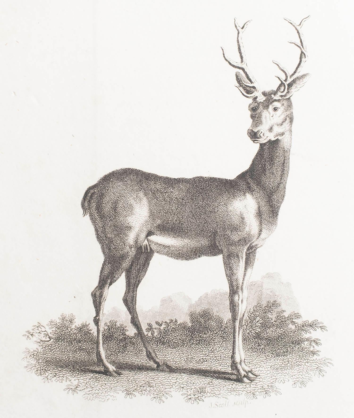 Great image of a stag

Copper-plate engraving 

Published by Bunny and Gold . Dated 1801

Unframed.