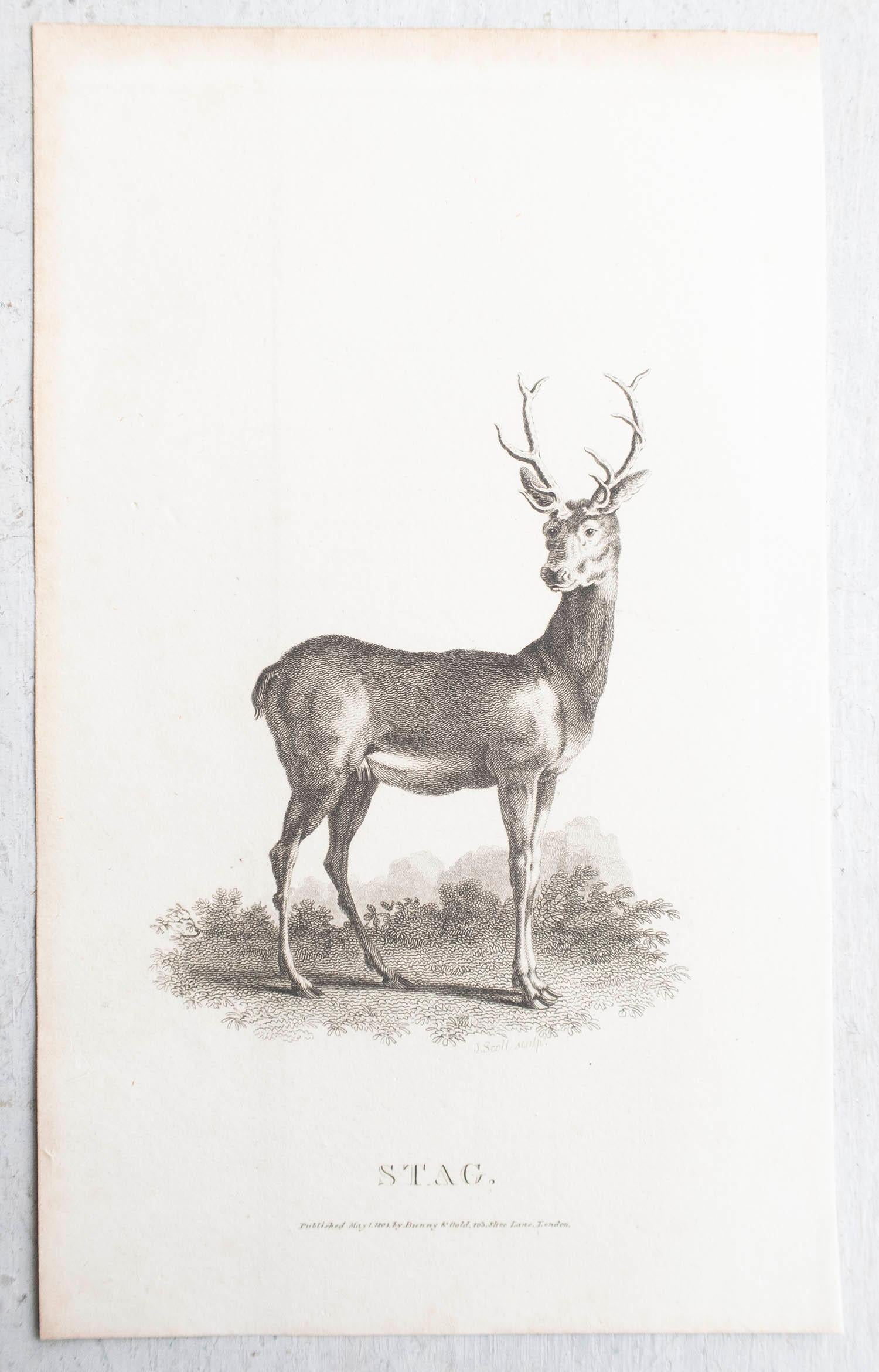 Grabado original antiguo de un ciervo, circa 1801 Inglés