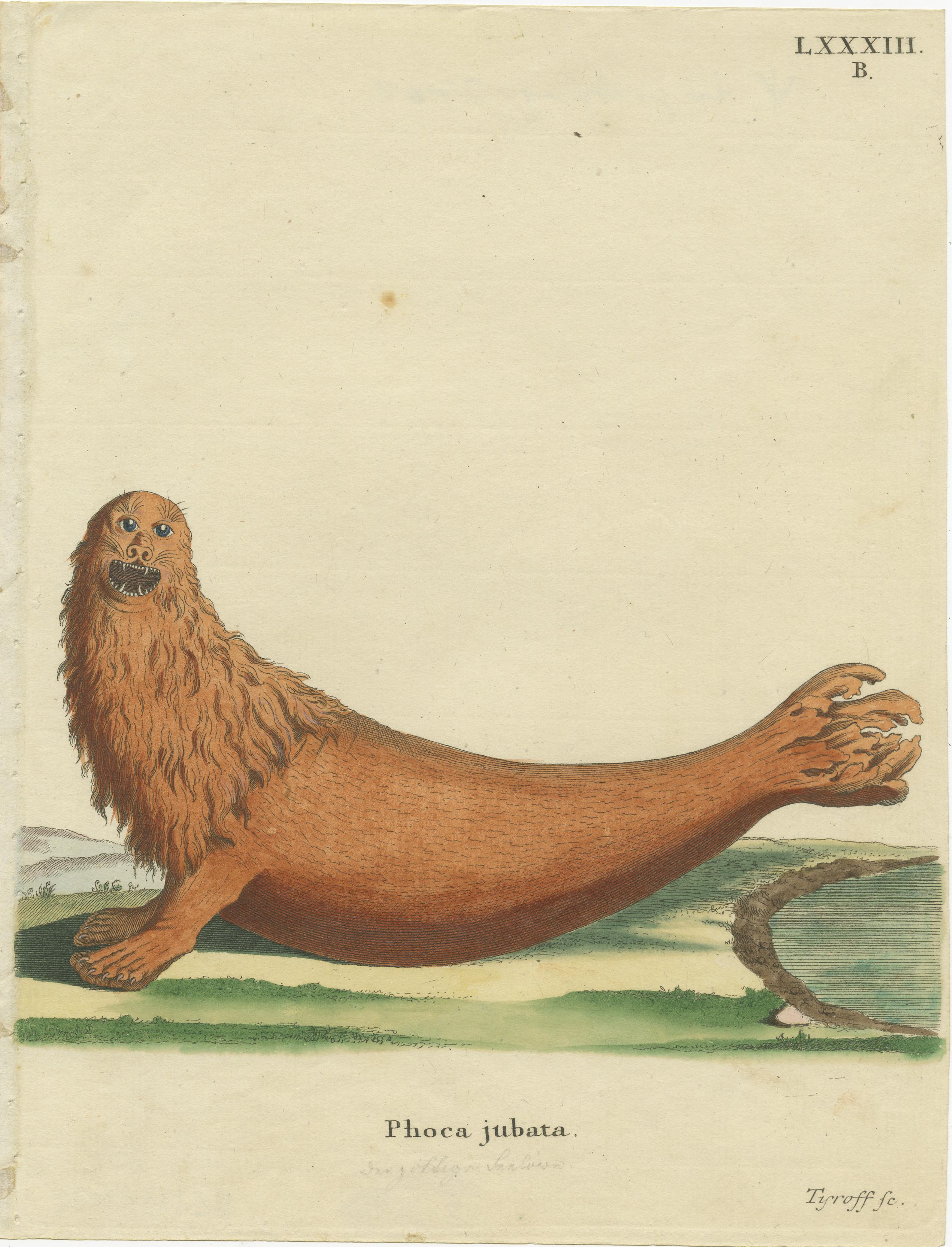 Beautiful original old print of a steller sea lion. The Steller sea lion (Eumetopias jubatus), also known as the Steller's sea lion and northern sea lion, is a near-threatened species of sea lion in the northern Pacific. It is the sole member of the