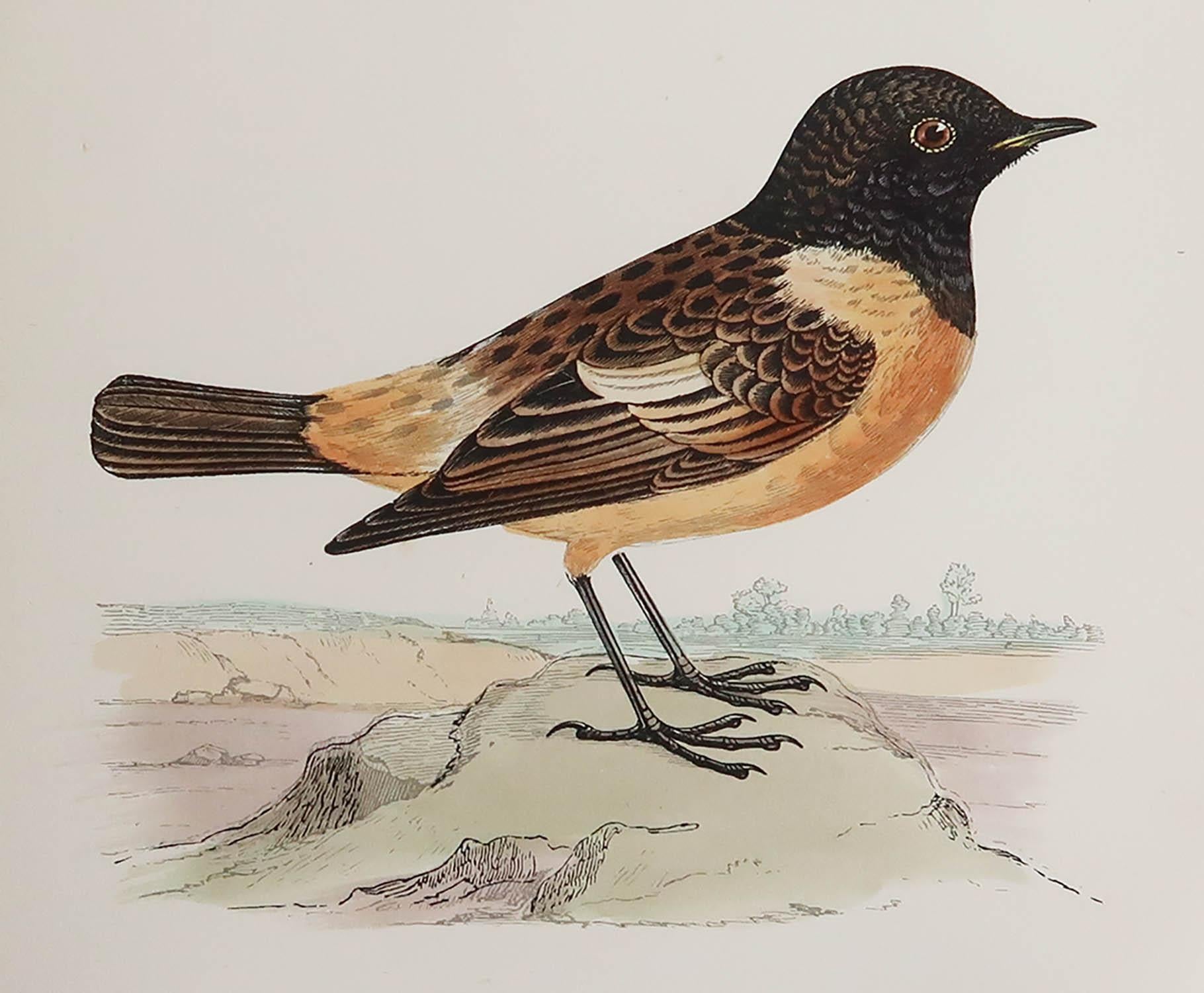 Great image of a Stonechat

Unframed. It gives you the option of perhaps making a set up using your own choice of frames.

Lithograph after Alexander Francis Lydon.

Original hand colour

Published, C.1880

Free shipping.




