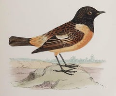 Original Antique Print of a Stonechat, C.1880, 'Unframed'