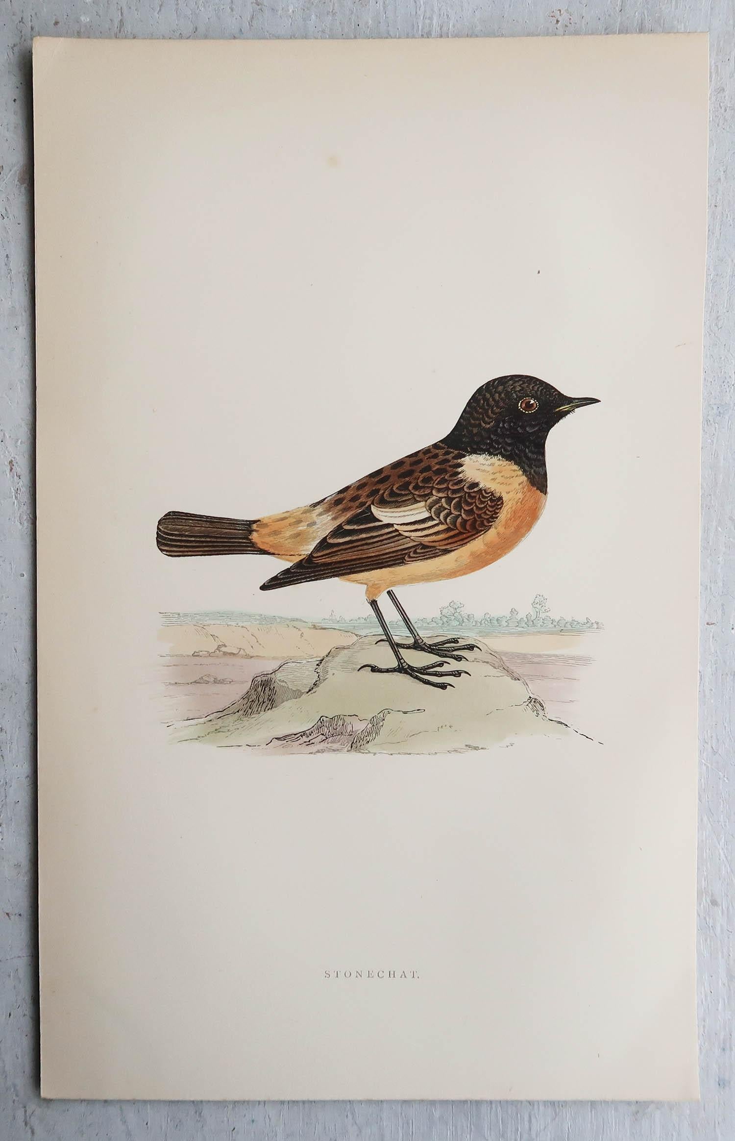 English Original Antique Print of a Stonechat, C.1880, 'Unframed' For Sale