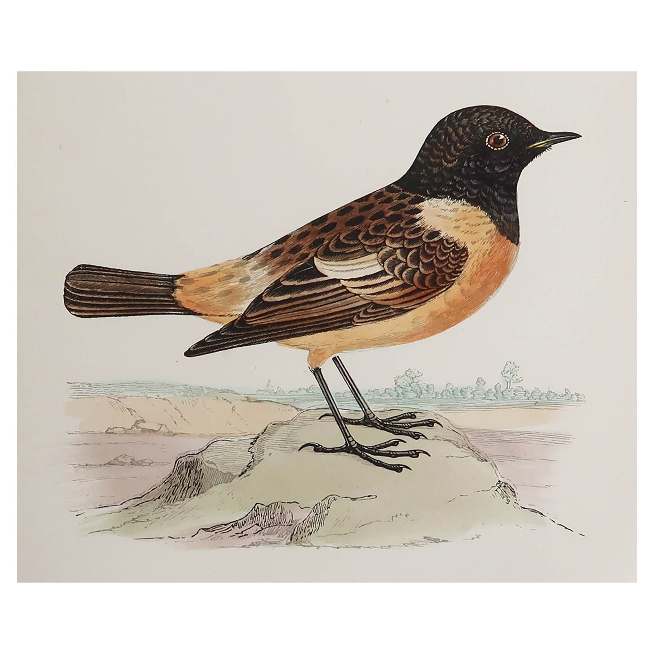 Original Antique Print of a Stonechat, C.1880, 'Unframed'