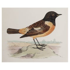 Impression originale et ancienne d'un Stonechat, vers 1880, « Non encadré »