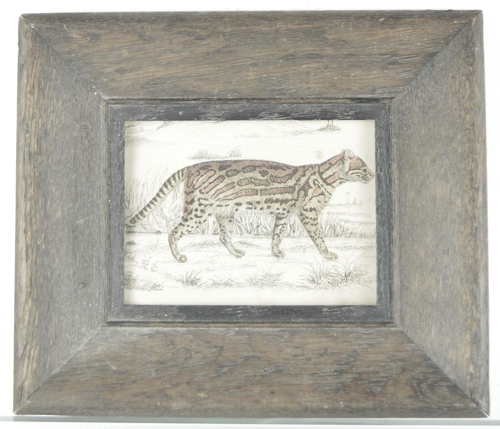 Great image of a tiger.

Original hand colored lithograph.

Presented in an antique distressed oak frame

Published by Fullerton, 1847.

   