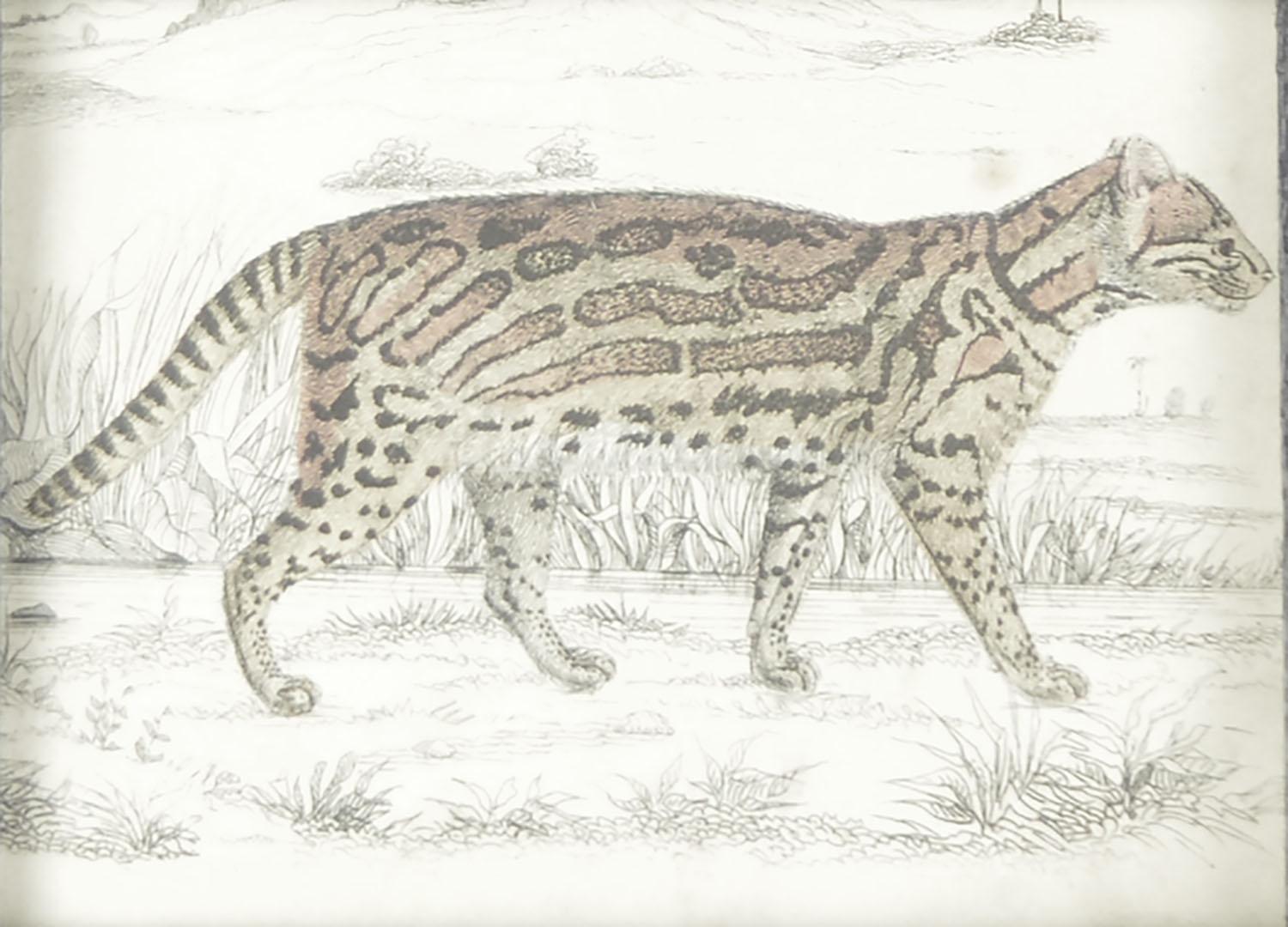 Folk Art Original Antique Print of a Tiger, 1847