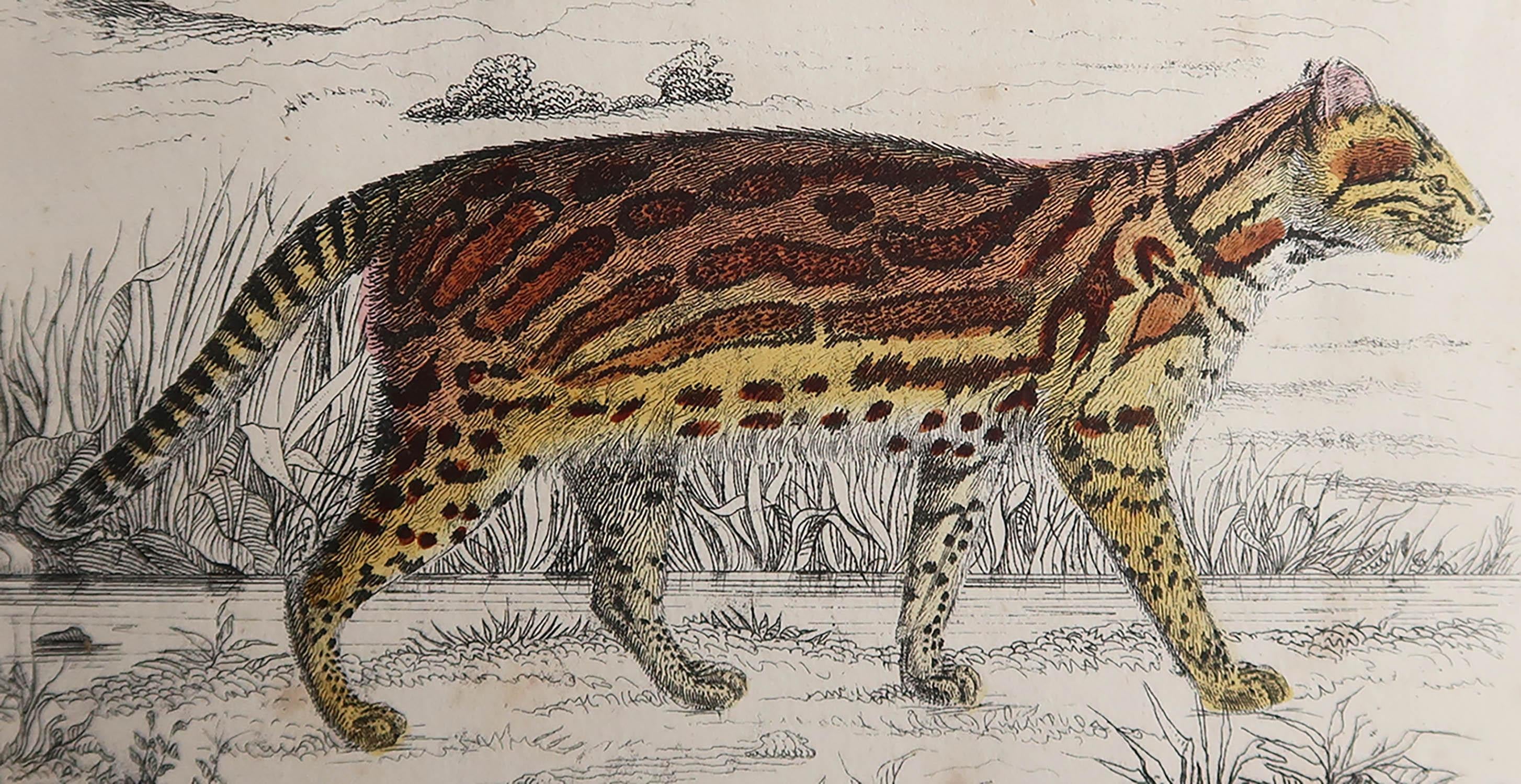 Superbe image d'un tigre

Non encadré. Il vous donne la possibilité de réaliser un montage en utilisant les cadres de votre choix.

Lithographie d'après le capitaine Brown avec couleurs originales à la main.

Publié en 1847.



 


