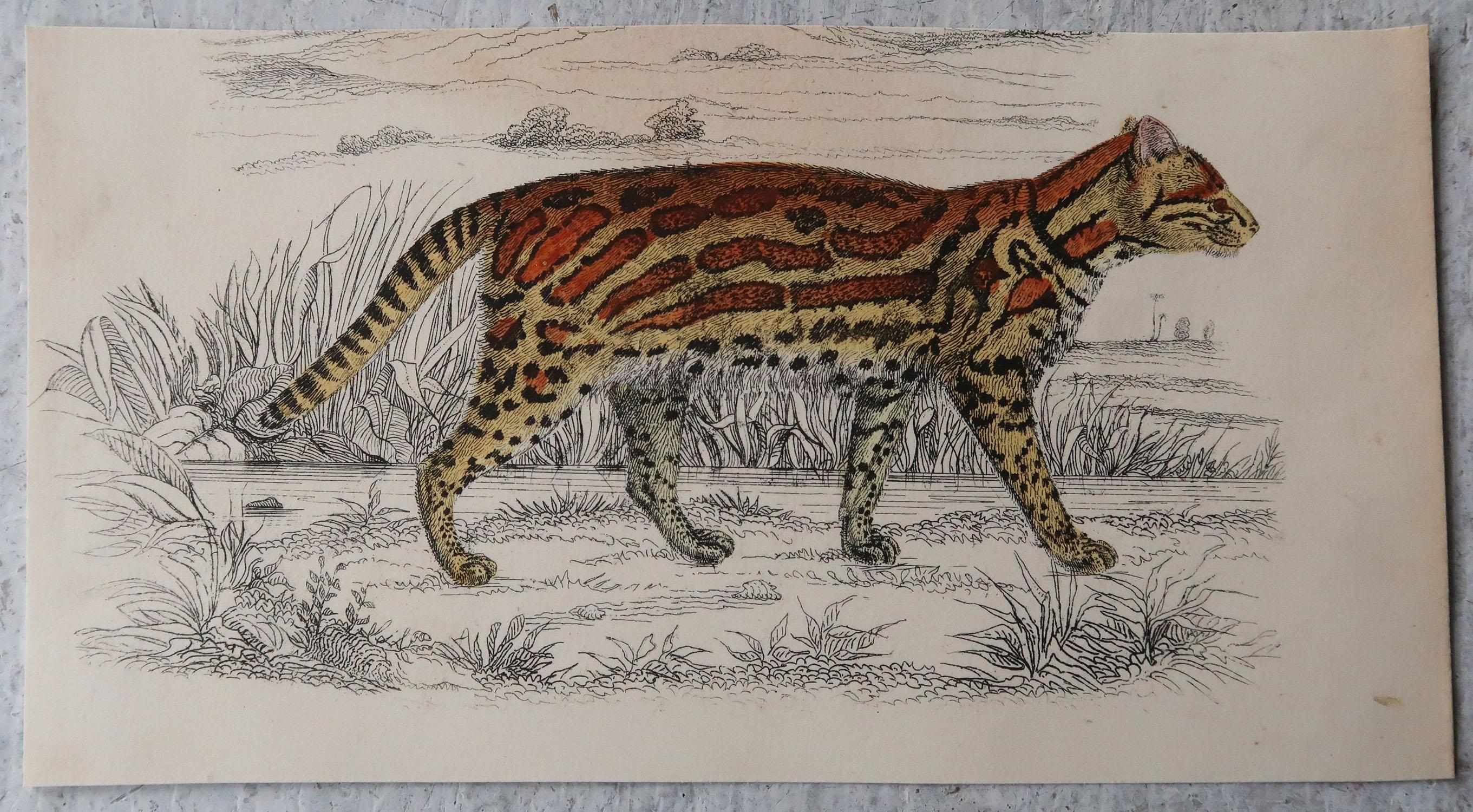 English Original Antique Print of A Tiger, 1847 'Unframed'