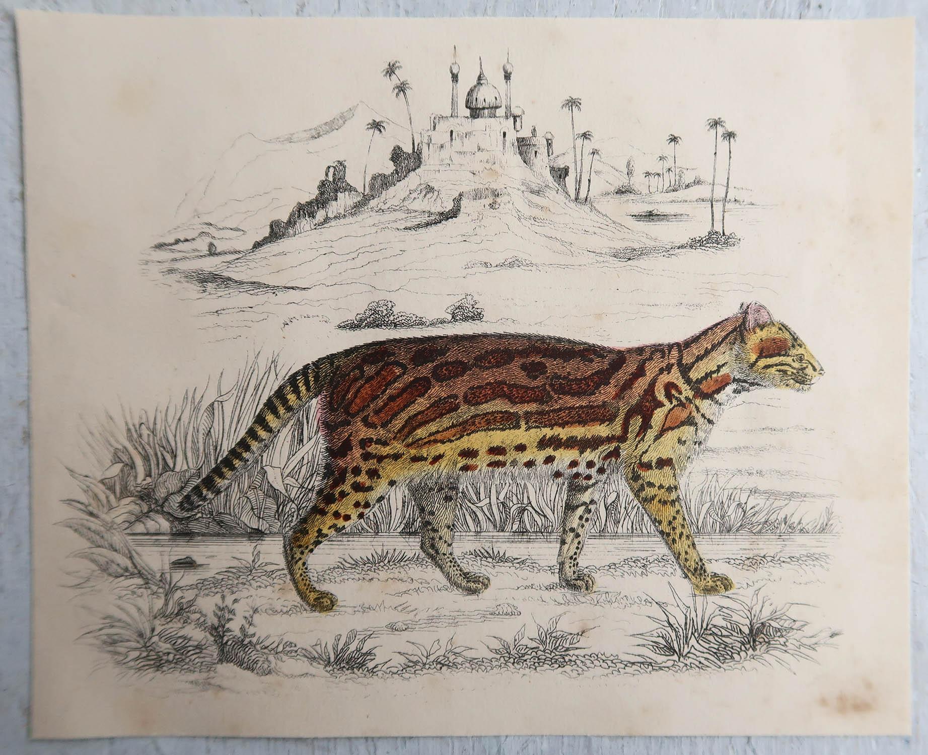 English Original Antique Print of a Tiger, 1847 'Unframed'