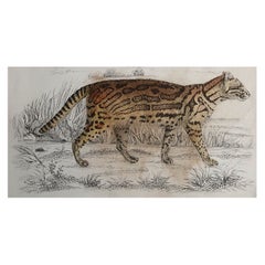 Original Antique Print of a Tiger, 1847 
Unframed
