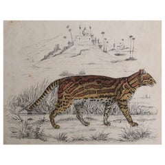 Original Antique Print of a Tiger, 1847 
Unframed
