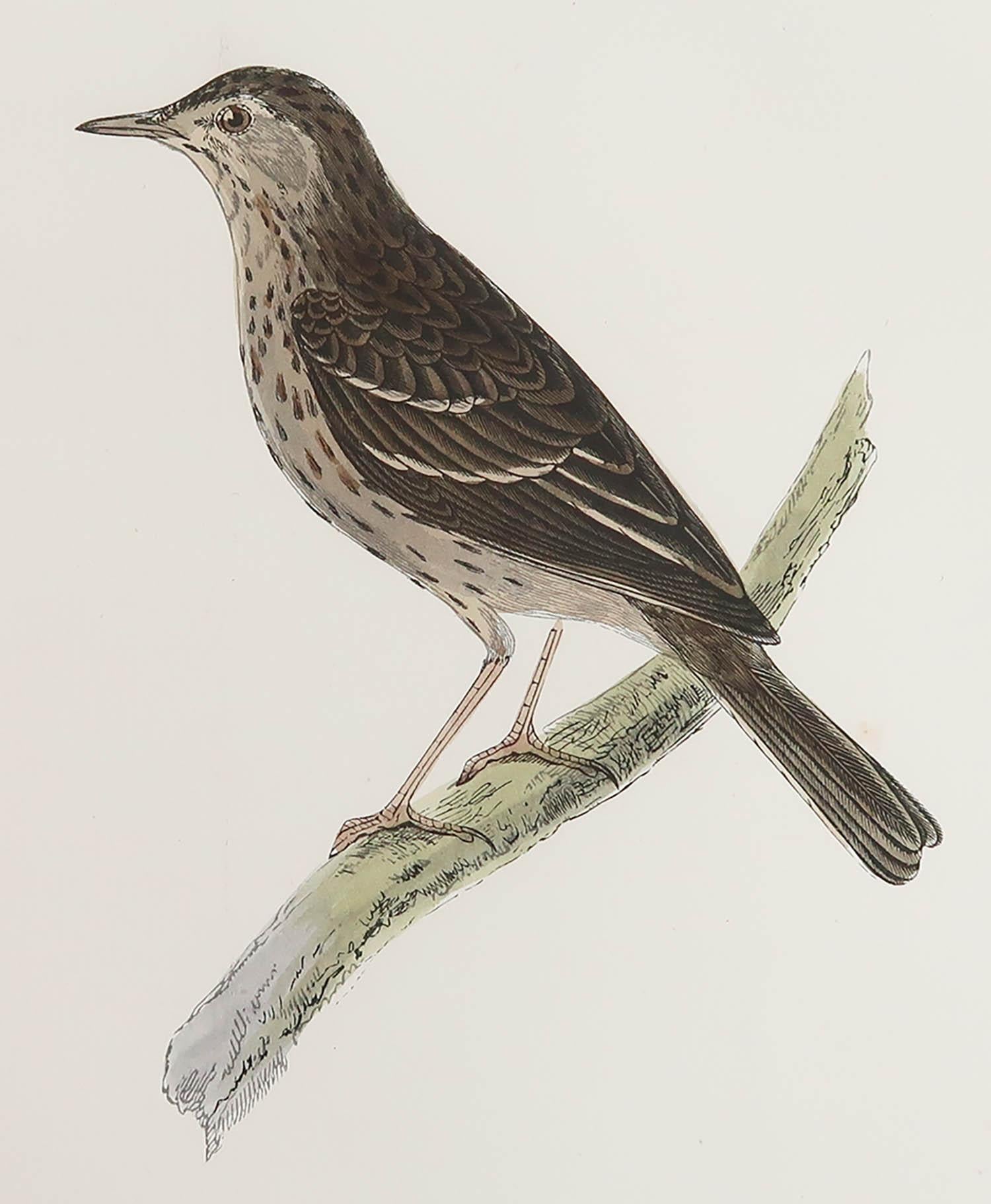 Great image of a Tree Pipit

Unframed. It gives you the option of perhaps making a set up using your own choice of frames.

Lithograph after Alexander Francis Lydon.

Original color

Published, circa 1880

Free shipping.





