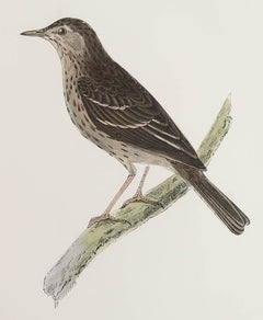 Original Antique Print of a Tree Pipit, circa 1880, 'Unframed'